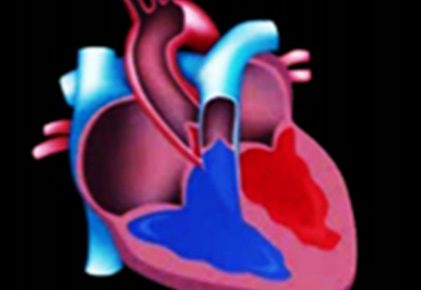 División del corazón en aurículas y ventrículos