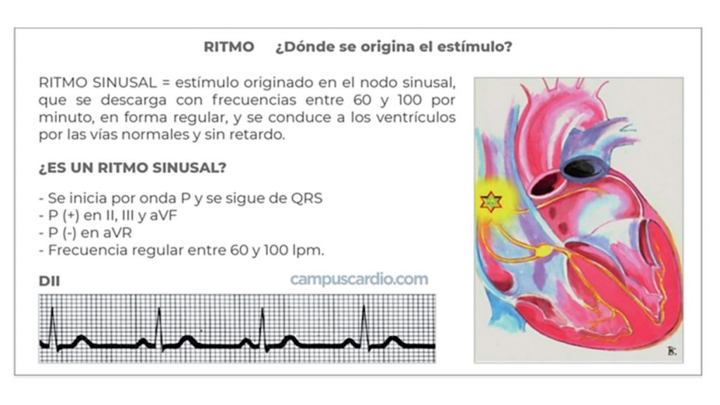 características del ritmo sinusal campuscardio