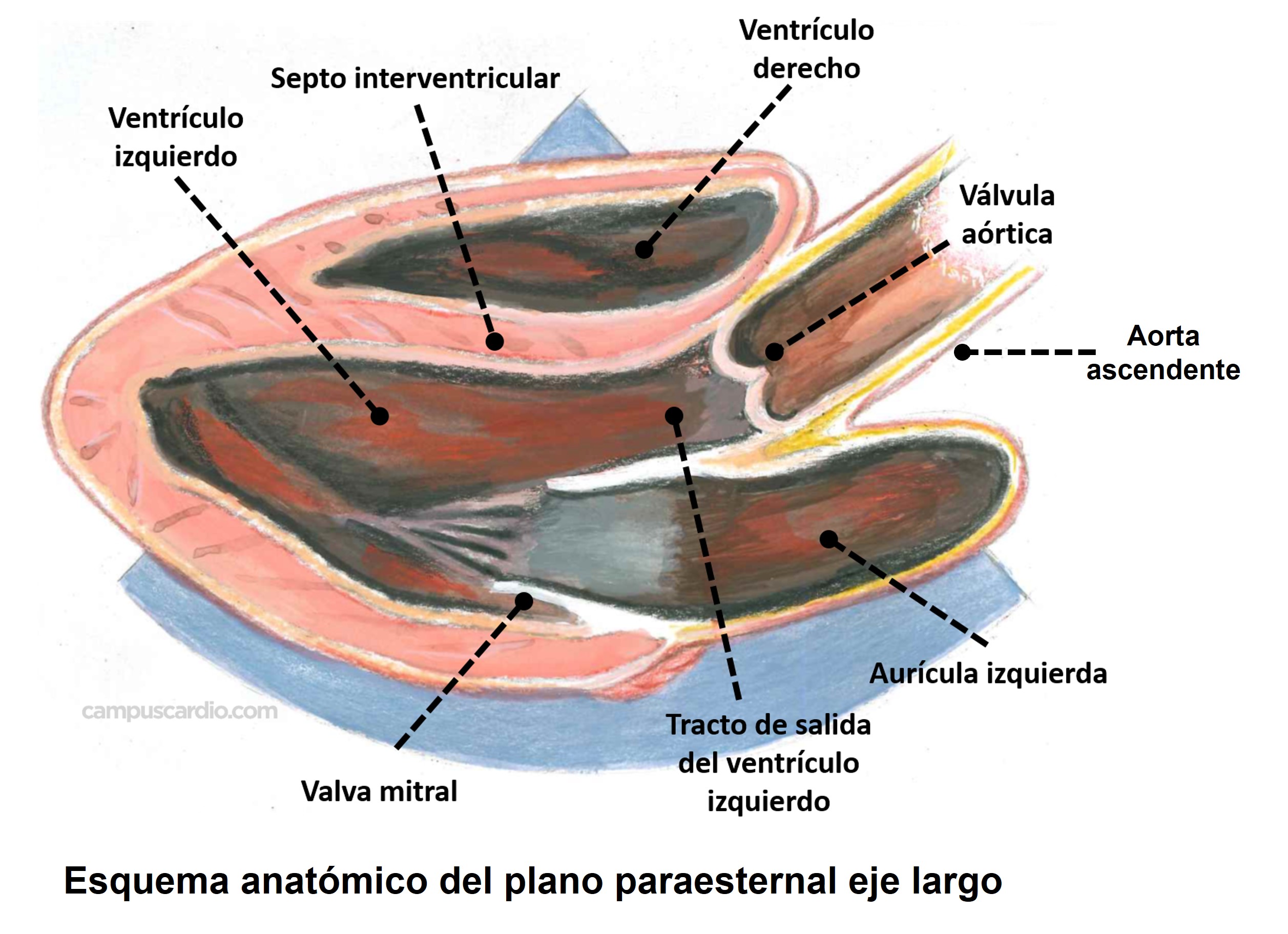  Ecocardioscopia para Médicos de Atención Primaria. Parte I